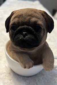 Pug Puppy Dog Figurine, Sitting Pug in White Teacup, Dog Collectible Decor