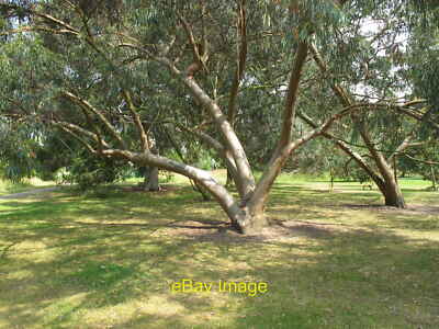 Foto 12x8 Spinning Gum - Eucalyptus perriniana - Kew Gardens This Tree fr c2013