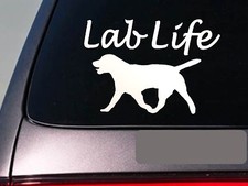 Lab life 6