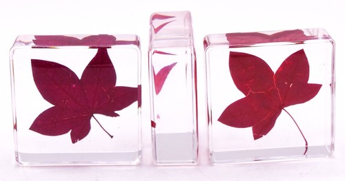 One 38mm Red Maple Leaf in Clear Resin Botany Herb Science Education Specimen - Picture 4 of 6