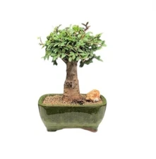 Chinese Elm Bonsai Tree 10"H - Aged Straight Trunk Style - Large Tree Indoor