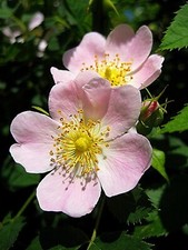 DOG ROSE HERB ROSA CANINA UK SOURCED NATURAL SEEDS 50