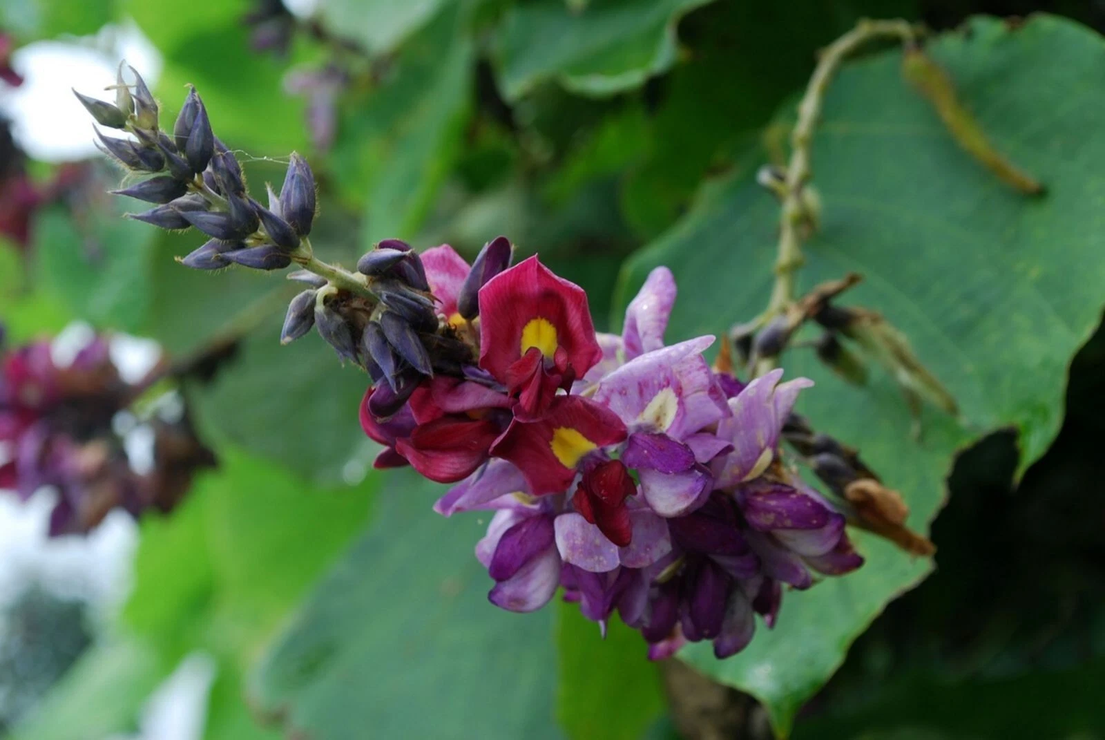 Kudzu (Pueraria montana) 7 Mountain kudzu - Pueraria montana 10+ seeds - perennial climbing plant R 168