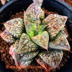 Succulent-Haworthia-cv-039-Kamen-Butokai-039-XXL-grower
