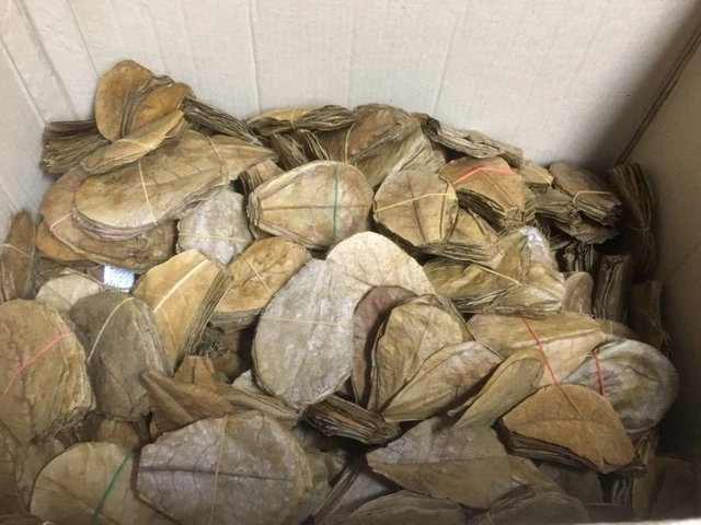 10 Seemandelbaumblätter 10cm oder auch mehr Nano Catappa Leaves - TOP Qualität - Bild 2 von 2