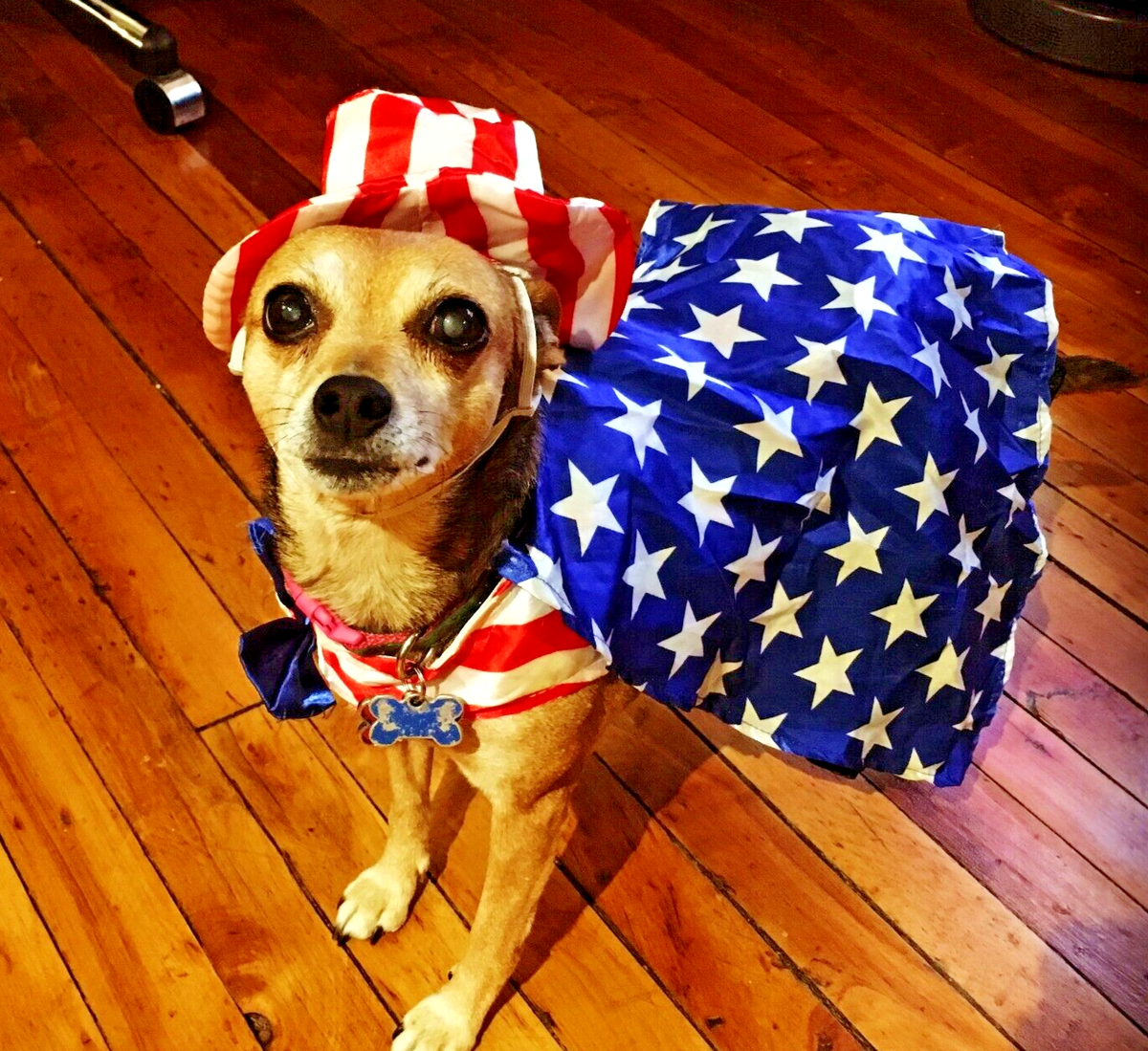 Rubie's 4th of July Pet Costume X-large Patriotic Pooch for sale