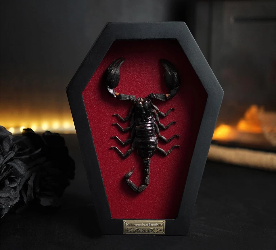 Real Large Scorpion Beetle Coffin Red Frame Dried Specimen Gothic Decor - Image 2 of 4