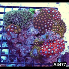 Item#A3477RW3477(L) WYSIWYG Indo Ultra Zoanthid Mini Reef Combo Rock