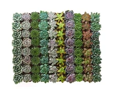 Shop Succulents Rosette Succulent Plant Pack Bulk Collection - Live Mini Succ...
