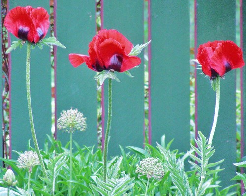 Persian Poppy : 100+ Seeds : Papaver Bracteatum : Iranian Poppy - Picture 3 of 8