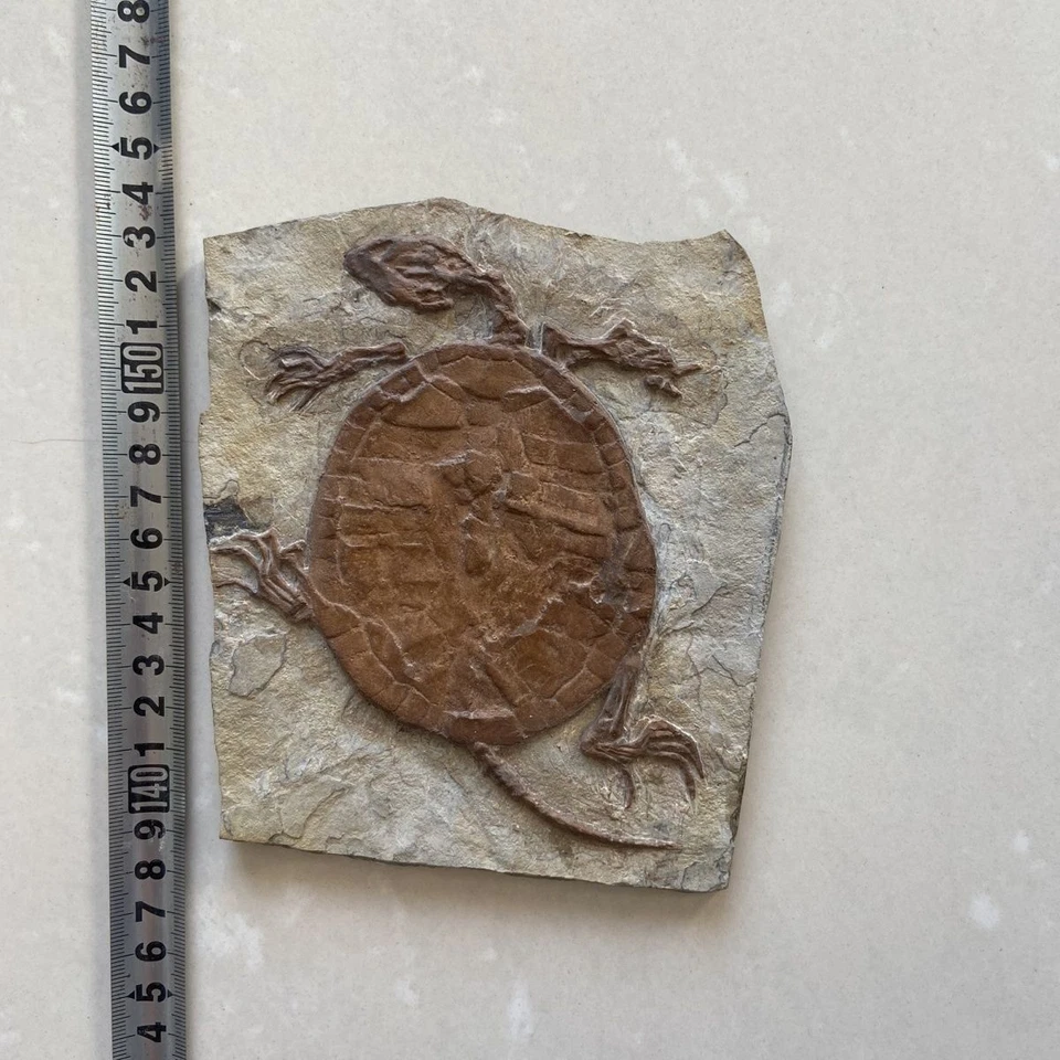 #10766.Jurassic Paleontological Fossil Manchurian Turtle Fossil - Image 2 of 3