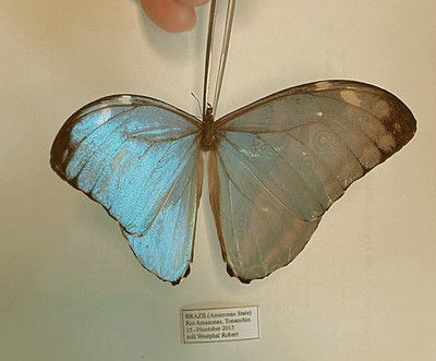 MORPHO EUGENIA URANEIS*****male***Brazil,Amazonas(papered,not mounted)