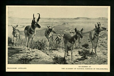 Animal Postcard Pronghorn Antelope Academy Natural Sciences Philadelphia PA