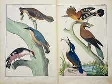 Oiseaux exotiques oiseau de