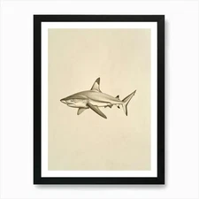 Blacktip Reef Shark  Vintage Illust Framed Wall Art Poster Canvas Print Picture