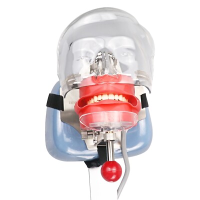 Simple Head Model Dental Simulator Phantom Head for Dentist Fix on Dental Chair