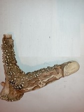 pommeau canne - andouiller bois de cerf,   art populaire - érotique phallus