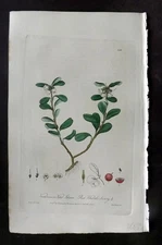 Baxter 1840 Hand Col Botanical Print. Red Whortle Berry 388