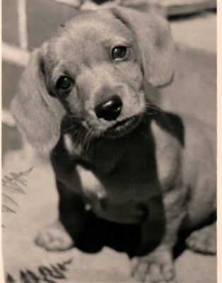 PHOTO Kaind Puppy Dog Gentle Cute puppy buy me adorable puppy
