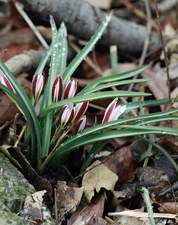 Amana edulis Dormant Bulb Tulip Related Early Spring Flower Hardy