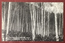 Old Postcard Japan Forest of the Japanese Birch Jozankei Hokkaido #36175