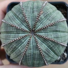 Euphorbia Obesa (BIG PLANT) POT 7 CM On its own root RARE!