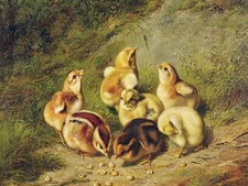 BABY CHICKS A. Tait birds farm Tile Mural Kitchen Wall Backsplash Ceramic 10x8