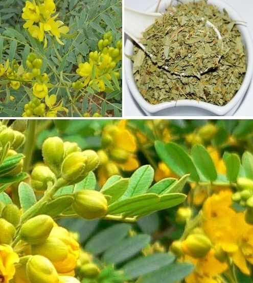 Egyptian Senna | Senna Alexandrina | 50+ seeds | Herb | Same Day Dispatch - Picture 1 of 2