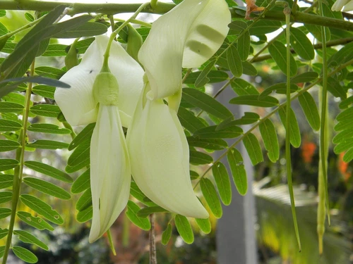 HUMMINGBIRD TREE (Sesbania grandiflora) 20 seeds - Picture 1 of 3