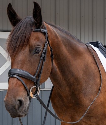 Dressage Black Bridle and Reins - Equitare Cadence - Removable Flash Noseband