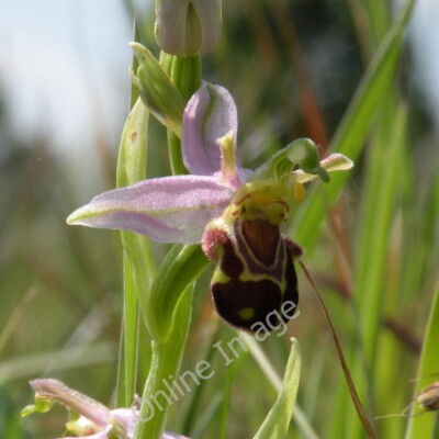 Photo 6x4 Bee Orchid (Ophrys apifera) Cambridge/TL4658 A single flowerin c2011