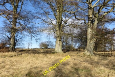 Photo 6x4 Strip wood, Keirwoodhead Clathy Mature beeches in a strip above c2015