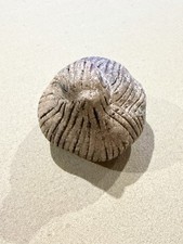 Peter  s Pottery, McCarty  s Protege, Nutmeg Sleeping Quail Bird Signed