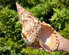 JUMBO Caribbean Triton Trumpet Shells, 7-8" Natural Seashell (Coastal Decor)