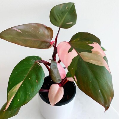 PINK PRINCESS~~Variegated Philodendron SMALL Rooted Starter Plant~~VERY  RARE! | eBay