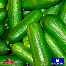Cucumber Fresh Seeds - Tendergreen Burpless Non-GMO Heirloom Vegetable Garden