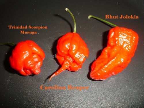 3 rodzaje nasion chili Carolina Reaper Trinidad Scorpion Moruga Bhut Jolokia  - Zdjęcie 1 z 4