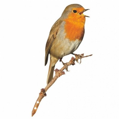 Vogel auf Ast Eisen Gartendeko rostfrei für Blumenbeet