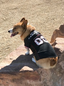 arizona cardinals dog jersey