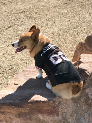 arizona cardinals pet jersey