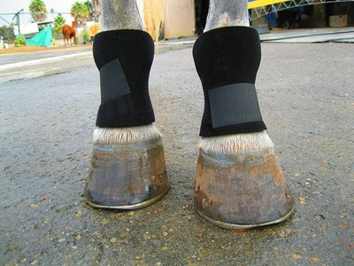 Bedsore Boots for Horses -Equine Leg Protection for Pressure Sores & Ulcers- ...