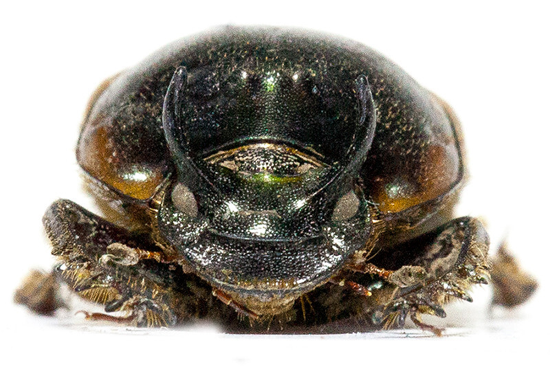 Pasalidognathus modestus　69mm 62mm Psalidognathus modestus - Wikipedia