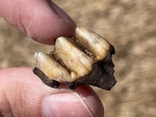 Florida Fossil Deer Tooth Odocoileus virginianus Pleistocene Mammoth Age Mammal