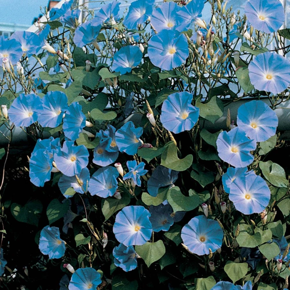 100-200 6 грамм семена Heavenly Blue Morning Glory триколор ипомея необработанные - Изображение 2 из 4