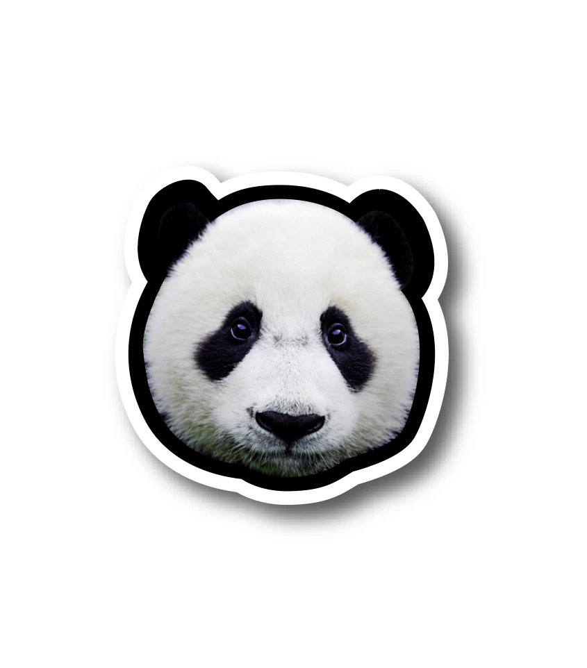 Giant Panda Bear Face