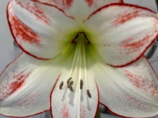 PICASSO Extra Large Amaryllis 28/30 centimeters - US Seller!