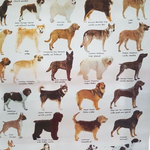 Dog Of The World Poster Ultimate Breed Educate Child Learning Home Decor  - Picture 6 of 8