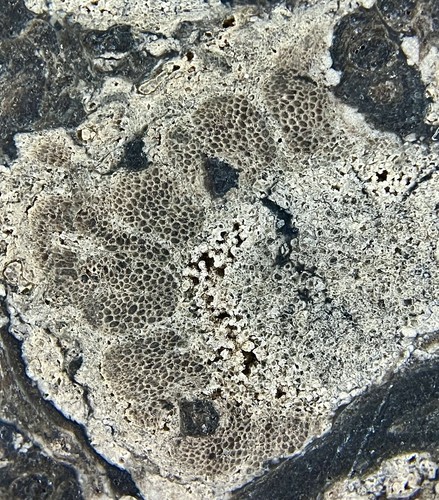 Stunning OSMUNDA fossil fern with ingrown tree root !! from Trimmelkam Austria - Picture 2 of 11