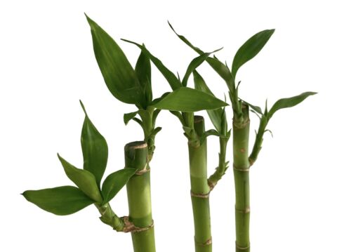 3 x Water Bamboo Plants - 30cm - Lucky Bamboo - Houseplant - Aquarium Plant - Picture 3 of 8