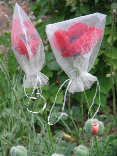 Persian Poppy : 100+ Seeds : Papaver Bracteatum : Iranian Poppy - Picture 5 of 8